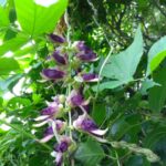 ムクナ豆の花